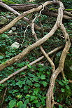 Image de vieilles branches sur le sol de la forêt à Arcine, Haute Savoie