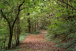 Image of a green tunnel on the forest path along Fornant river