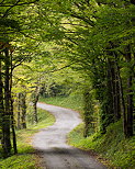 Image d'une route sinueuse à travers la forêt d'Arcine