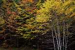 Image des feuillages d'automne dans la forêt de Haute Savoie
