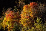 Photo des couleurs flamboyantes de l'automne en Haute Savoie