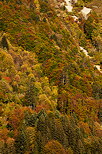 Image de l'automne sur la forêt de la montagne du Parmelan
