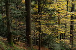 Image of the colors of the mountain forest in autumn