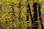 Photographie du feuillage d'automne dans les sous bois
