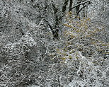 Winter photograph at forest edge