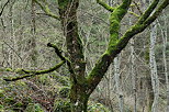 Photo de la fourche d'un vieil arbre recouverte de mousse
