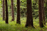 Photo de troncs de conifères dans la forêt de printemps
