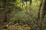 Image de la nature en automne dans la forêt de la montagne du Vuache
