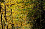 Photo des couleurs chaudes de l'automne dans la forêt de Bellevaux