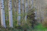 Photo de peupliers alignés dans la forêt domaniale de Chautagne