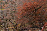 Photo du feuillage d'automne dans la ripisylve au bord du Fier