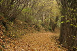 Photo d'un chemin forestier en automne