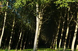 Photo of a poplars forest in Chautagne