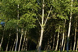 Picture of a poplars forest in light and shadow