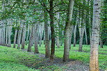 Photo de troncs de peupliers alignés dans la forêt domaniale de Chautagne