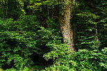 Image d'arbres à l'orée de la forêt près de Chilly en Haute Savoie