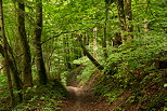 Image d'un chemin à travers la forêt verdoyante près de Chilly en Haute Savoie