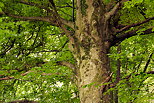 Image of a beech tree in the forest