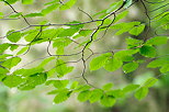 Photo de feuilles de hêtre en été