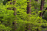 Image of green beech leaves surrounding coniferous trunks