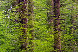 Photographie d'arbres enchevêtrés dans la foret de Chilly