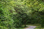 Photo d'une petite route de campagne dans la forêt de Chaumont en Haute Savoie