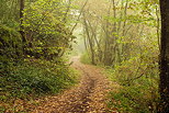 Picture of a little path through the morning haze and the warm colors of the forest