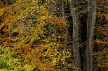 Photograph of trunks and golden foliage on the edge of Marlioz forest