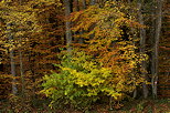 Palette d'automne à l'orée de la forêt de Marlioz en Haute Savoie