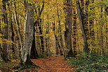 Photo d'un chemin sous les feuilles d'automne dans la forêt de Marlioz