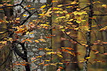 Lumière d'automne dans la forêt de Marlioz