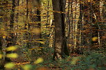 Paysage de forêt en automne
