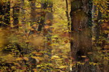 Picture of an autumn forest seen through the leaves