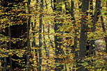 Image des couleurs chaudes des feuilles d'automne dans la forêt de Marlioz