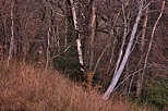 Photographie du crépuscule dans la forêt au pied de la montagne du Vuache