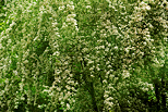 Image de feuillage et de fleurs blanches au printemps dans la forêt de Sallenoves