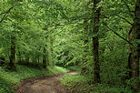 Photo of a forest path through the springtime greenery in Sallenoves