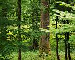 Photograph of an oak trunk seen through some green foliage in the french Jura forest