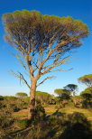 Photographie de pins parasols dans la Plaine des Maures