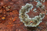 Picture of lichen on the red rocks of La Plaine des Maures in Provence