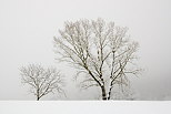 Photo d'arbres sous la neige près de Chaumont en Haute Savoie