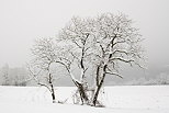 Photo d'arbres couverts de neige près de Chaumont en Haute Savoie