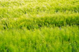 Photographie en pose longue d'un champ de céréales