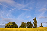 Image d'un champ de blé avec des arbres, le ciel bleu et des nuages