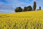 Photo d'un champ de blé en Haute Savoie