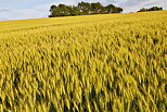Photo d'un champ de blé en fin de journée
