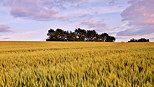 Photo of a wheat field in dusk light