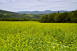 Photo d'un champ de colza en fleur à proximité de Frangy en Haute Savoie