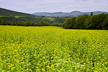 Photo d'un champ de colza à proximité de Frangy en Haute Savoie