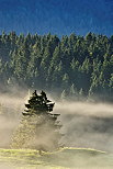 Image of some coniferous trees in the mist at sunrise